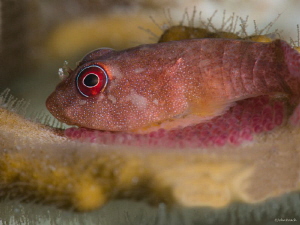 Red Clingfish Bonaire NA by John Roach 